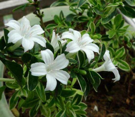 六月雪怎么養(yǎng)殖，老農(nóng)總結(jié)最簡單八大基本養(yǎng)殖方法