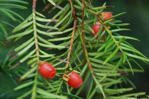 紅豆杉什么時候才會開花結(jié)果，必須要滿足以下條件才行
