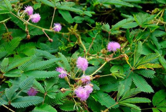 含羞草怎么養(yǎng)開(kāi)花，注意盆土配置、光照充足