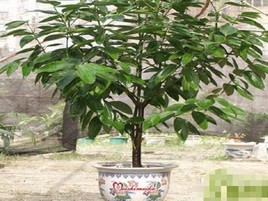 平安樹(shù)圖片，平安樹(shù)開(kāi)花圖片