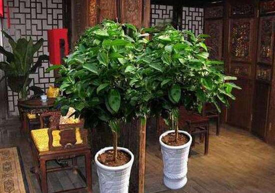 平安樹怎么養才茂盛，平安樹的養殖方法