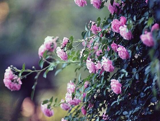 薔薇花的種植方法，盤點薔薇花七大種植方法