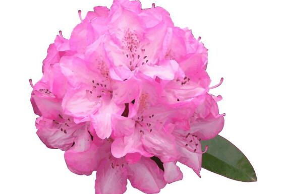 杜鵑花什么時候開，不同品種不同時期開