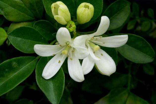 九里香幾月份開花，生長環(huán)境不同花期也不一樣