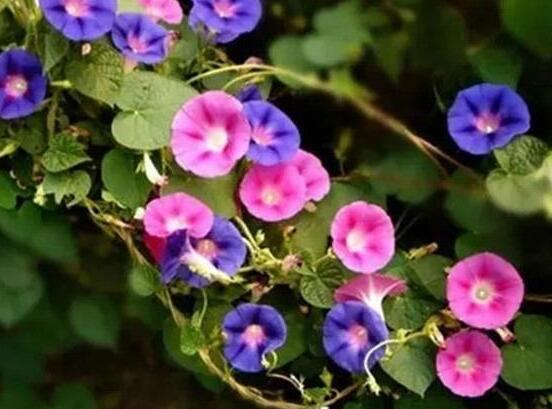牽牛花怎么養，牽牛花養殖方法