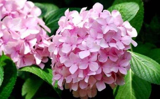 繡球花夏季怎么養，六個方法教你安然度夏