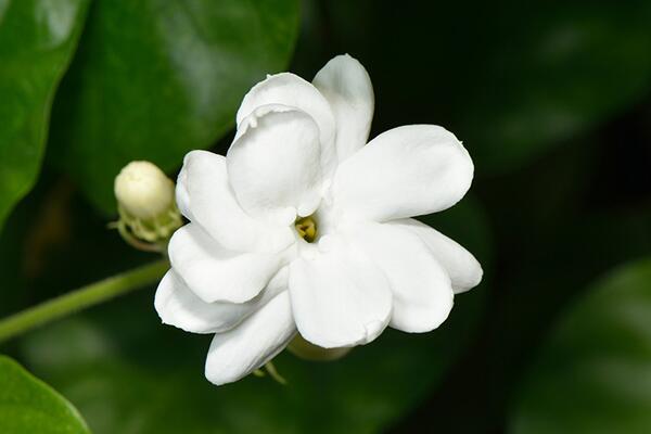 茉莉花夏天怎么養(yǎng)，控制施肥澆水得當才能養(yǎng)得好