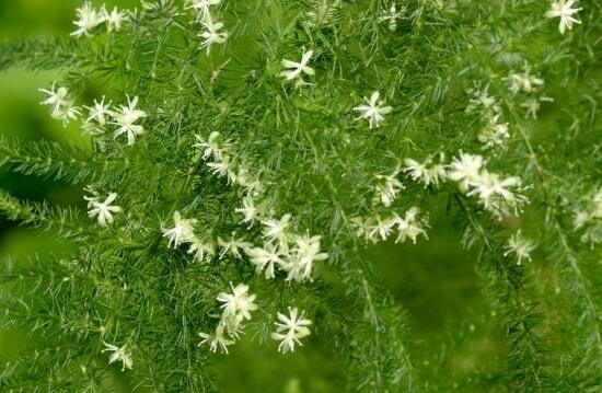 文竹會開花嗎，文竹開花有什么兆頭/很難開花