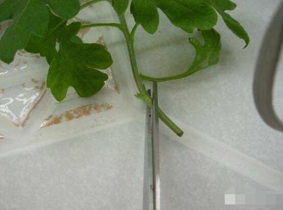 橡皮樹剪下來怎么生根，做好五個(gè)步驟便可發(fā)芽長葉
