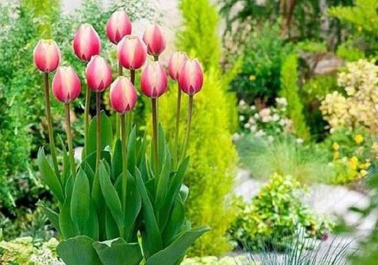 郁金香什么時候開花，郁金香花期多長時間