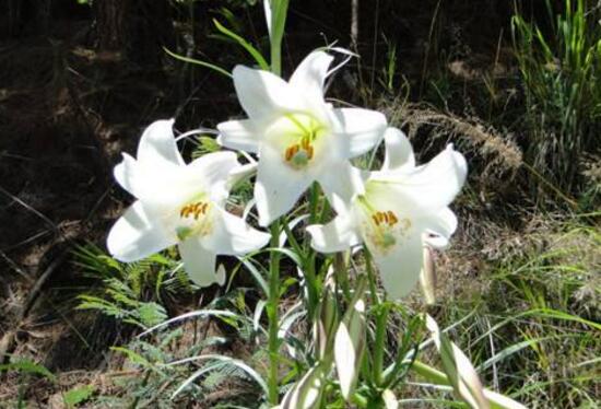 百合花花期多久，百合花開花后怎么處理/施肥澆水養(yǎng)護