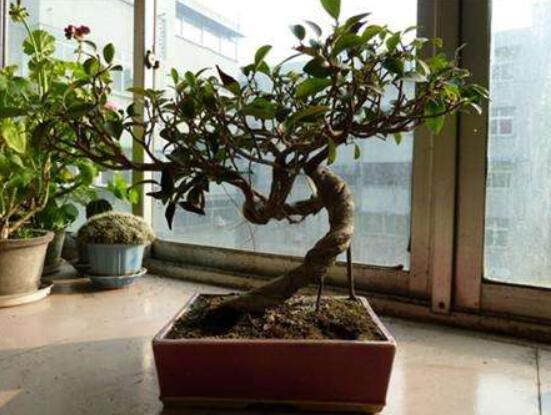 榕樹盆景病蟲害防治方法，盤點(diǎn)最全面四種常見病蟲害