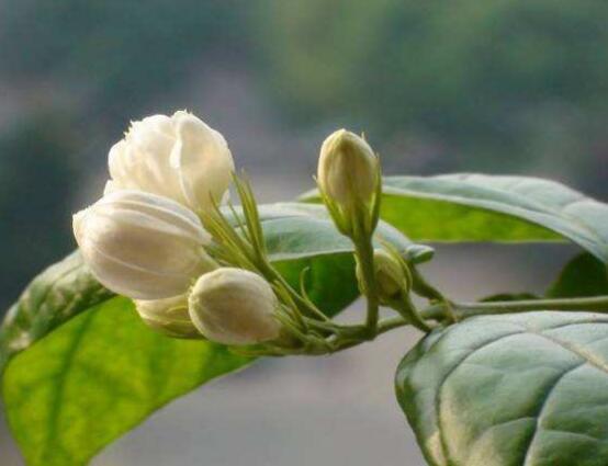 茉莉花爛根了怎么辦，換土換盆洗凈重新種植