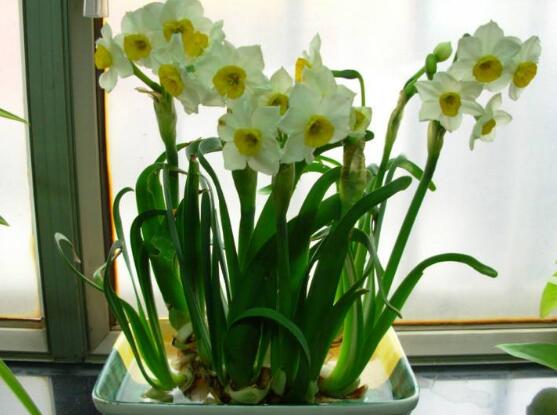 水仙花怎么養(yǎng)，水仙花養(yǎng)殖方法