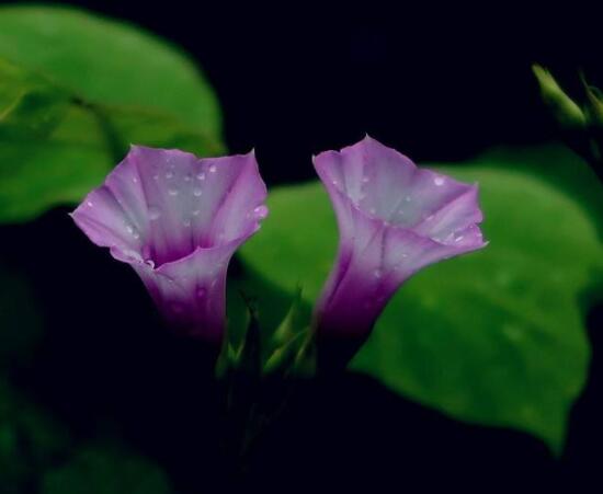 盆栽牽牛花怎么打理，做好六個養(yǎng)護要點高枕無憂(花開茂盛)