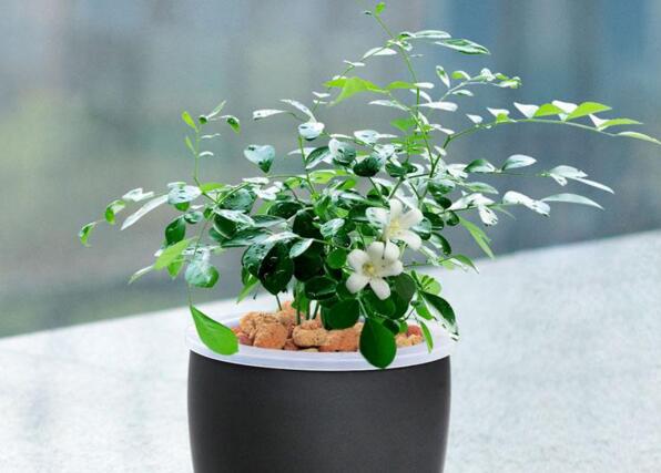 九里香不開花怎么辦，很有可能是光照不足