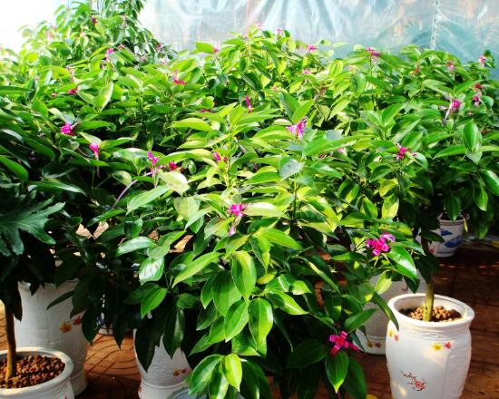 平安樹(shù)開(kāi)花嗎，平安樹(shù)養(yǎng)多久可以開(kāi)花