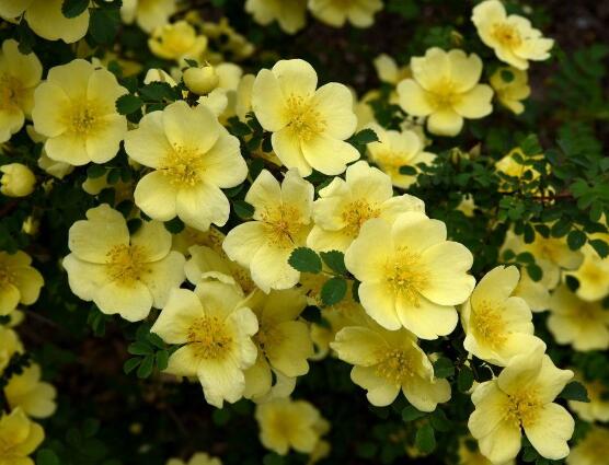 薔薇花的花語大全，細數(shù)薔薇花九大品種花語
