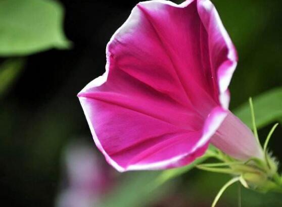 牽牛花葉子發黃怎么辦，牽牛花葉子發黃解決辦法