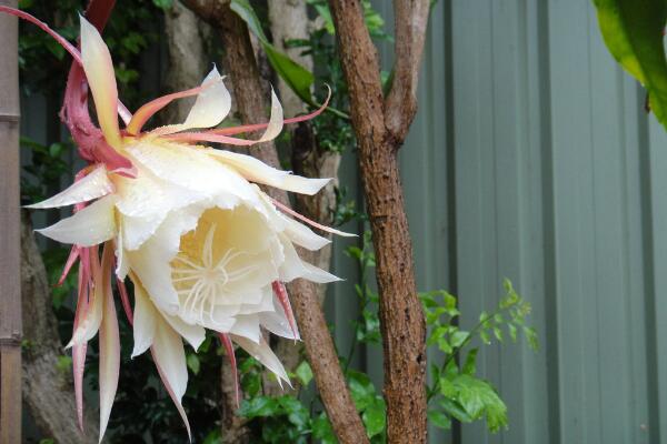曇花對(duì)室內(nèi)家居的影響，觀賞以及凈化最突出