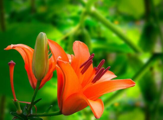 百合花插花瓶怎么養(yǎng)，教你六種基本步驟花開(kāi)滿瓶