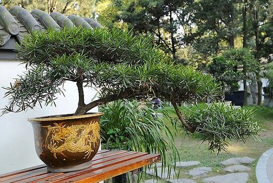 羅漢松盆景養護方法，老農總結五大最實際有效方法