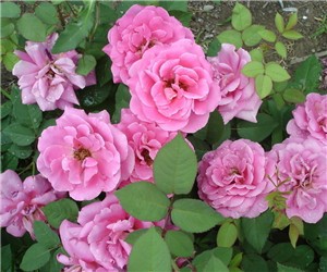 月季花為什么只長(zhǎng)枝條而不開(kāi)花
