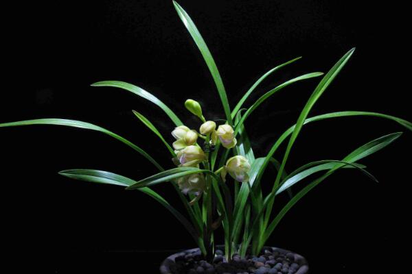 蘭花花苞發(fā)黑脫落怎么辦，多是施肥量大、澆水過(guò)多
