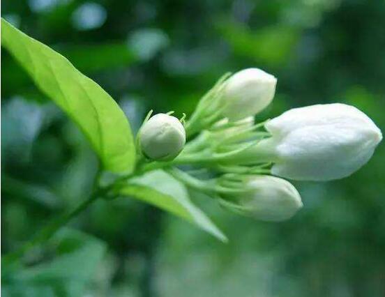 茉莉花爛根了怎么辦，換土換盆洗凈重新種植