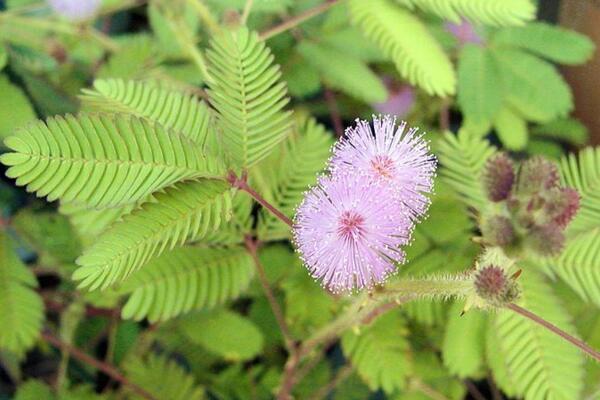 含羞草哪個部位有毒，植株內(nèi)含有毒素會導(dǎo)致脫發(fā)