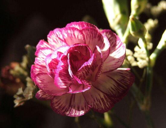 康乃馨一年開(kāi)幾次花，一年只開(kāi)一次花