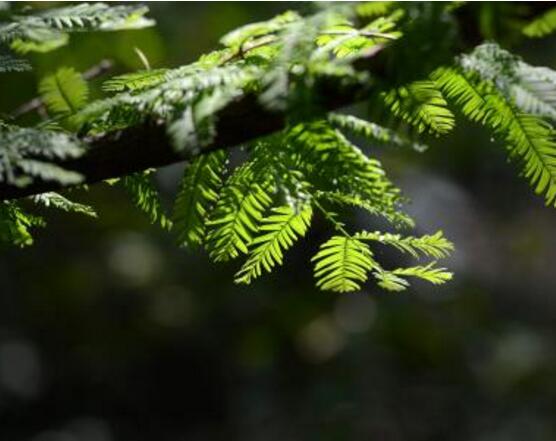 水杉與紅豆杉的區別，教你三種區別方法(葉子/果子/習性)