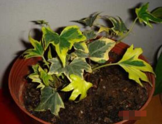 常春藤葉片干枯怎么救，老農總結三種最有效解決辦法