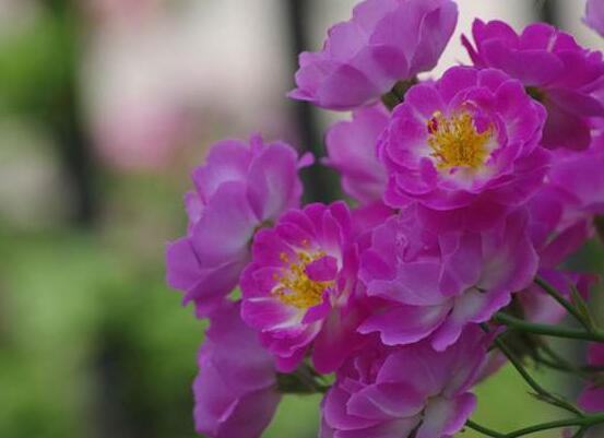 薔薇花的種植方法，盤點薔薇花七大種植方法