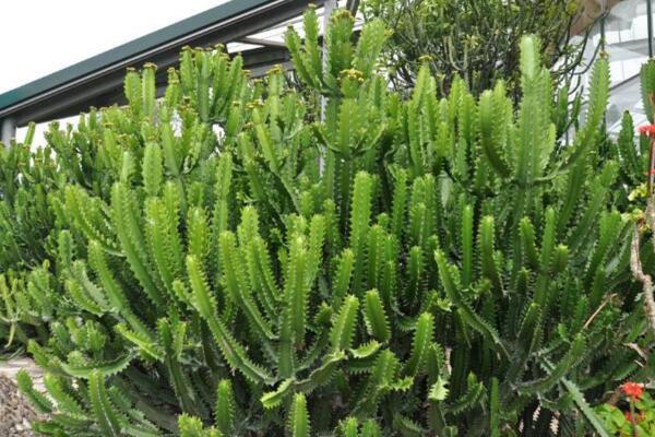 虎刺梅和金剛纂的區別，通過枝干、葉片、花朵進行區分