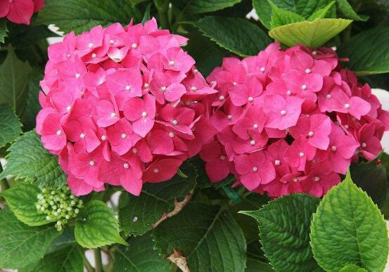 繡球花夏季怎么養，六個方法教你安然度夏