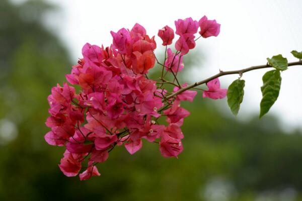 三角梅的修剪方法，修剪三角梅的4大要點(diǎn)