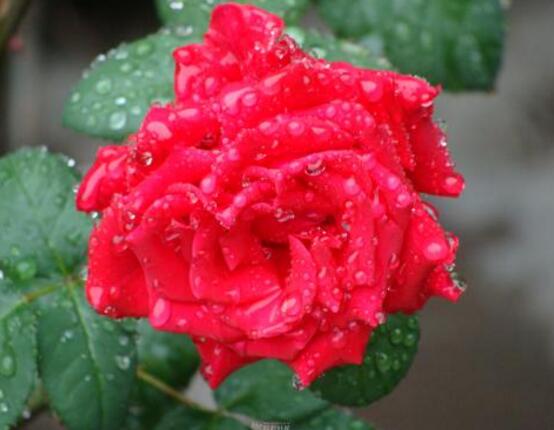 養(yǎng)月季花最好用什么土，保持土質(zhì)微酸性肥沃疏松透氣
