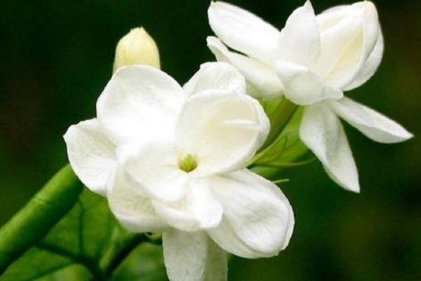家里為什么不能種茉莉，香味過(guò)濃寓意不好