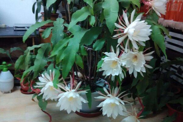 家庭養(yǎng)曇花的禁忌，擺放禁忌與風(fēng)水禁忌