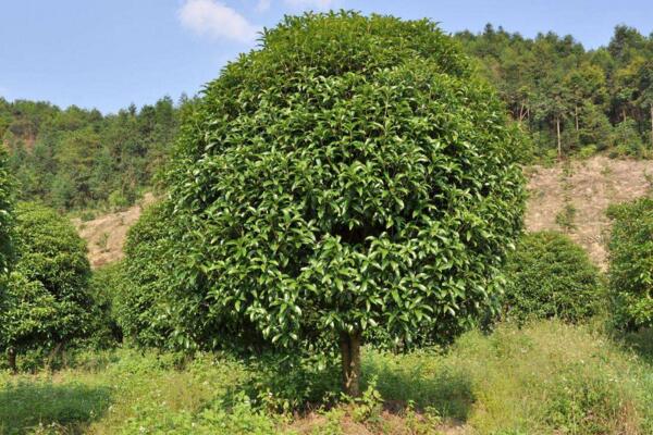 家里為什么不能種桂花，影響家中風水