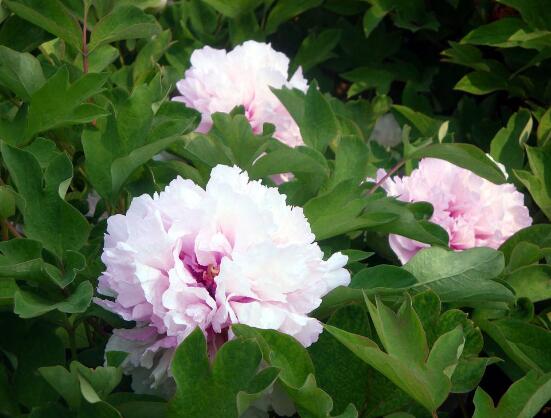 牡丹花花期，牡丹花的花期4-5月份(綻放十天)