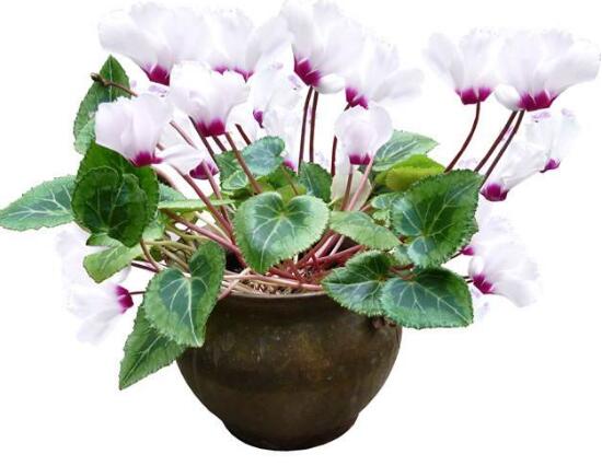 仙客來的花有什么特點，仙客來圖片大全鑒賞