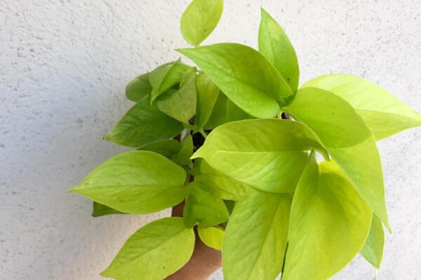 綠蘿葉子發(fā)黃怎么補(bǔ)救，可能是由于以下5種原因?qū)е? src="/plants/d/file/p/2019/05-27/d687580bf924d2a2c5b76065951380f5.jpg" / data-VcR3="6MrT8Z"></p>
<p data-6tPr="9WeDYz">
	養(yǎng)殖綠蘿也離不開光照，要給予綠蘿適宜的散射光。但是在接受光照的時(shí)候，同樣要注意光照強(qiáng)度以及時(shí)間，如果光照過強(qiáng)或者光照時(shí)間過長，就會(huì)導(dǎo)致其葉片水分蒸發(fā)過快，使它的葉子發(fā)黃。</p>
<p data-OKBh="VKEQ1t">
	補(bǔ)救方法：在發(fā)現(xiàn)其葉子發(fā)黃的時(shí)候，我們需要立即對(duì)其進(jìn)行遮陰措施，或者直接將它搬到半陰且通風(fēng)的地方養(yǎng)護(hù)，只會(huì)等待其恢復(fù)即可。</p>
<p data-EUEw="lvMnWL">
	<strong data-mCs1="fPFAL2">施肥方法不當(dāng)</strong></p>
<p data-EuDu="BDSDeX">
	<img alt=