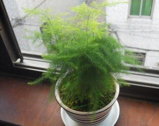 文竹病蟲害有哪些，文竹的病蟲害防治