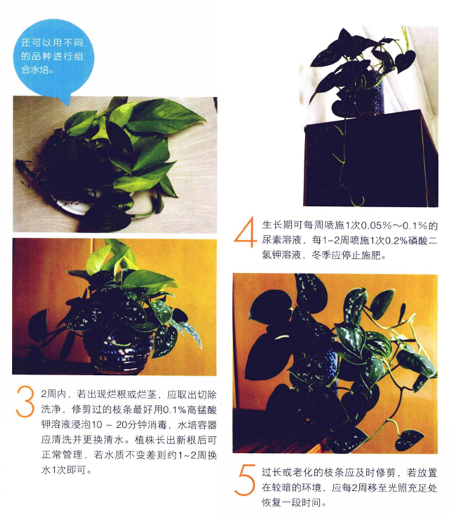 綠蘿水培方法圖解，圖文并茂給你一個全新的水培方法步驟