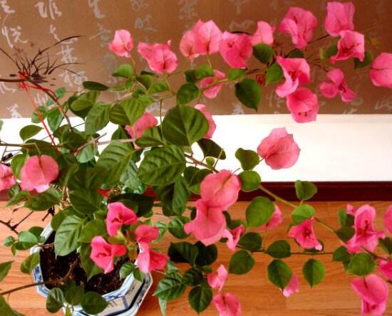 三角梅什么時候開花，三角梅為什么不開花