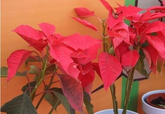 一品紅花語(yǔ)是什么，一品紅花語(yǔ)代表著我的心正在燃燒
