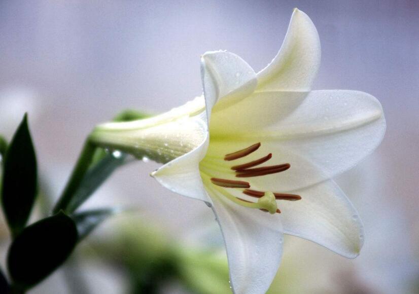 百合花怎么養水里，水培的4個注意事項