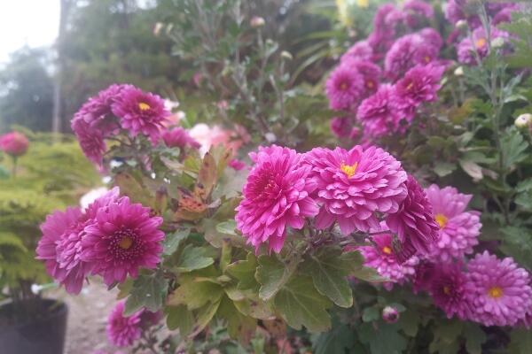 菊花的繁殖方法，可通過扦插、播種、分株、嫁接進(jìn)行繁殖